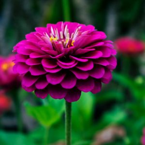 Premium Dahlia Blooms – Vibrant Garden Flowers for Indoor & Outdoor