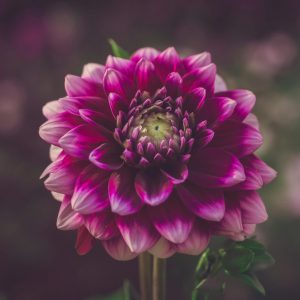 Dahlia ‘Sunset Glow’ – Vibrant Garden Bloom