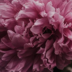 Peony Roots ‘Crimson Delight’ – Stunning Seasonal Blooms