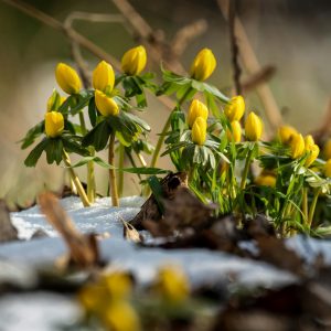 Flower Tubers ‘Golden Sunrise’ – Vibrant Garden Blooms