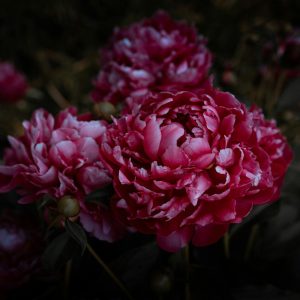 Peony Roots ‘Blush Elegance’ – Premium Garden Blooms