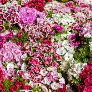 Plant Clone ‘Ruby Sprout’ – Lush Young Plant for Indoor & Outdoor