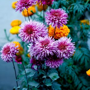 Seasonal Blooms ‘Spring Radiance’ – Colorful Garden Collection