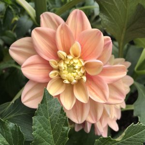 Florelie Kindness
