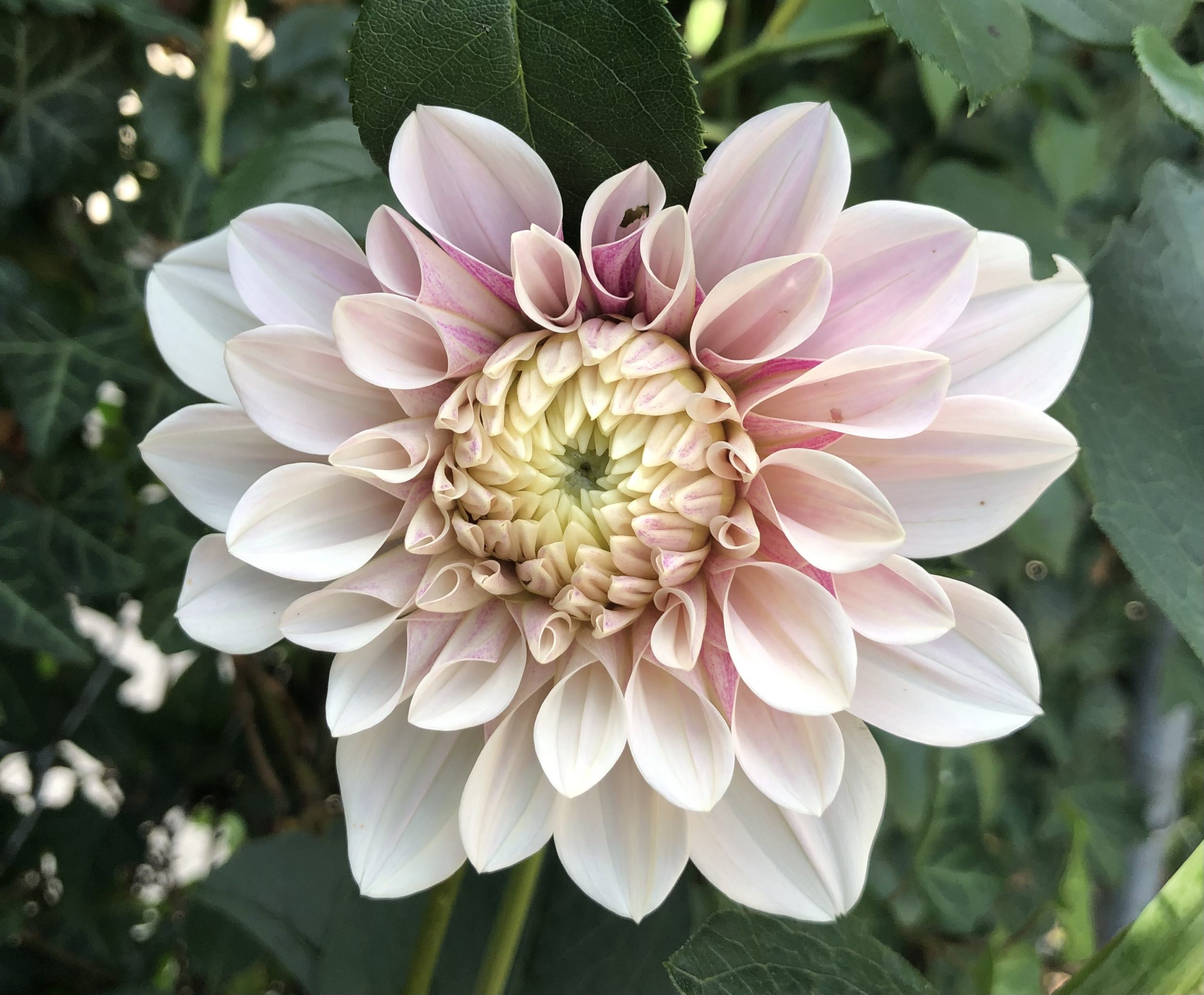 Florelie Antique - Image 6